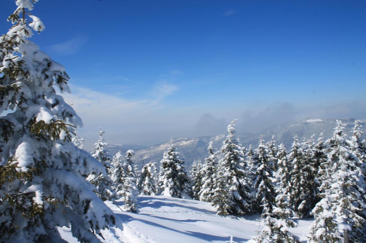 Arnica Montana Arieşeni Exterior foto